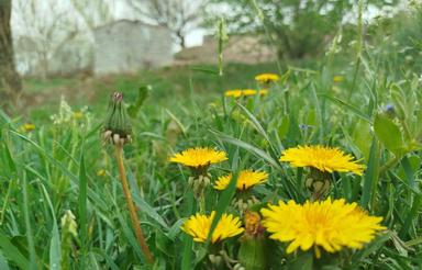 7000 متر مشگین شهر روستای نصیرآباد