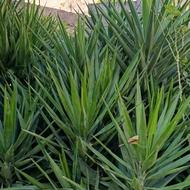 یوکا یکسال کاشته شده در خاک