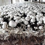 کمپوست رایگان قارچ