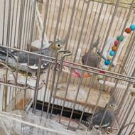 عروس هلندی سینامون