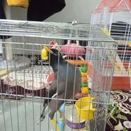 مرغ مینا دستی دستی