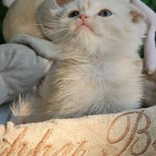 توله بریتانیایی گربه