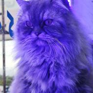 یک جفت گربه بسیار با اصالت زیر قیمت