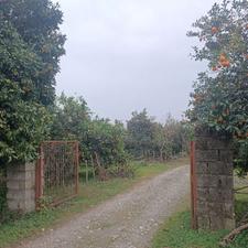 فروش باغ مرکبات 6000 متر در نشتارود