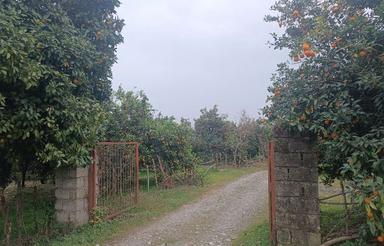 فروش باغ مرکبات 6000 متر در نشتارود 