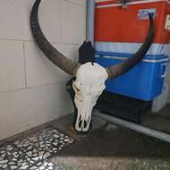 جمجمه گاومیش یا دیوارکوب