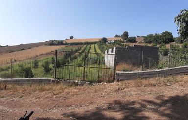 2000 متر باغ پرتغال و گلابی