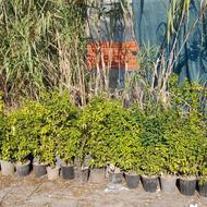 شمشاد طلایی..ابلق..سبز