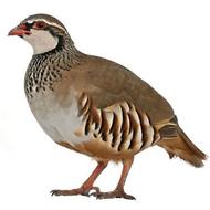 فروش کبک سالم برای پرورش