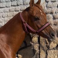 اسب عرب دو سر وارداتی