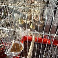 پرنده عروس هلندی