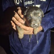 واگذاری توله ژرمن روت