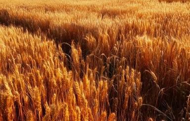 سه قطعه زمین کشاورزی و گلخانه