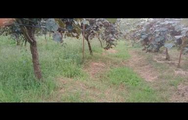 باغ کیوی گزینه ای عالی برای سرمایه گذاری