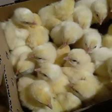 جوجه گوشتی راس درجه یک