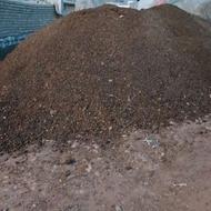 کودگوسفندی