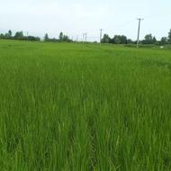 مزرعه کشاورزی