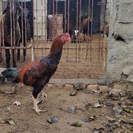 خروس لاری نسل دار