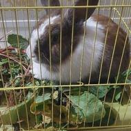 خرگوش 6ماهه