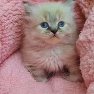 توله گربه رگدال و هیمالین