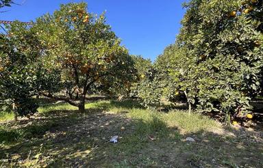 300 متر باغ با مجوز ساخت