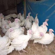 جوجه بوقلمون بیوتی(گوشتی)فوق سنگین