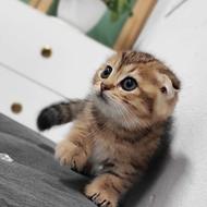 گربه اسکاتیش