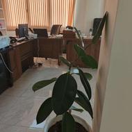 کارشناس فروش تلفنی