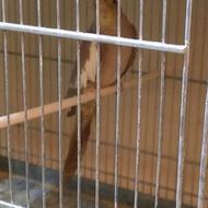 عروس هلندی مولد