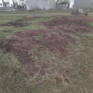 کود گاوی خشک و خیس