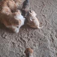 واگذاری توله سگ اشپیتز تریهر