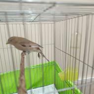 ملیح ماده جوجه قفس