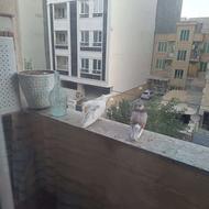 یه جفت کبوتر عالی کاکلی سفیده نر اون یکی ماده با تخم