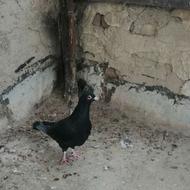 کبوتر سیاه ماده