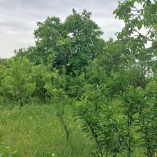 فروش باغ 20من محلی