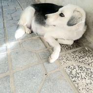 سگ محلی ماده /کلاله واگذار