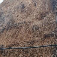 یونجه درجه یک . وسط چین 2،3،4