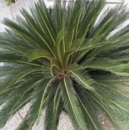 سیکاس پر برگ و سالم ، شیک و بسیار مقاوم