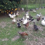 اردک مگ مگی چاق