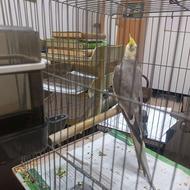 پرنده سر حال سالم ودرشت