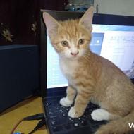 چندتا توله گربه 2 ماهه