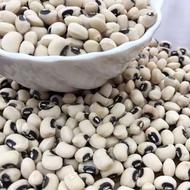 لوبیا چشم بلبلی