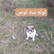 سگ شاهسون یا سگ قفقازی واگذاری