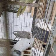 عروس هلندی نر و ماده خراک جوجه کشی