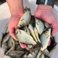 بچه ماهی کپور درشت