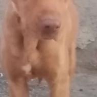 سگ بیت بول واگذااری