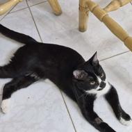 واگذاری رایگان گربه تاکسیدو