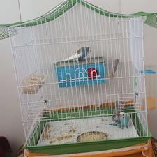 فروش یک جفت مرغ عشق و یک جوجه با قفس و وسایر وسایل