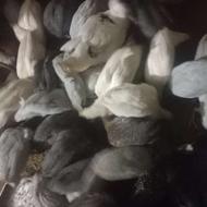 جوجه مرغ شاخدار سه ماهه