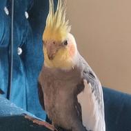 سه عدد عروس هلندی